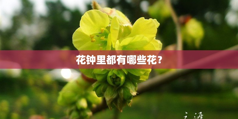 花钟里都有哪些花？