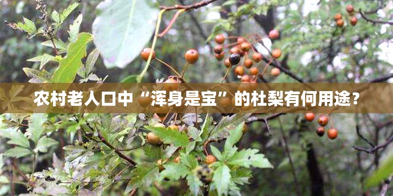农村老人口中“浑身是宝”的杜梨有何用途？