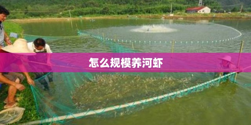 怎么规模养河虾 怎么规模养河虾