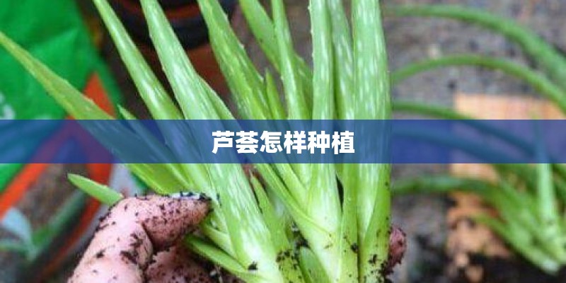 芦荟怎样种植