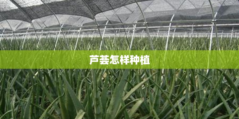 芦荟怎样种植