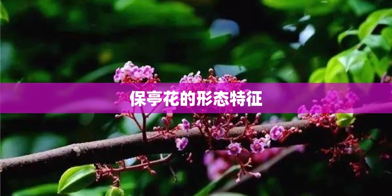 保亭花的形态特征