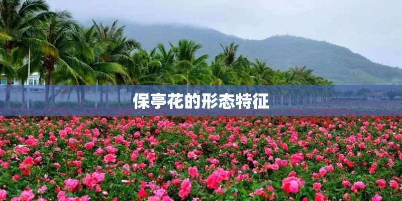 保亭花的形态特征