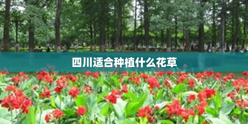 四川适合种植什么花草 四川适合种植什么花草