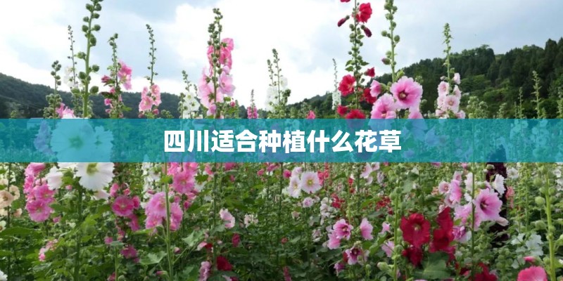 四川适合种植什么花草 四川适合种植什么花草