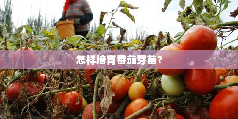 怎样培育番茄芽苗？