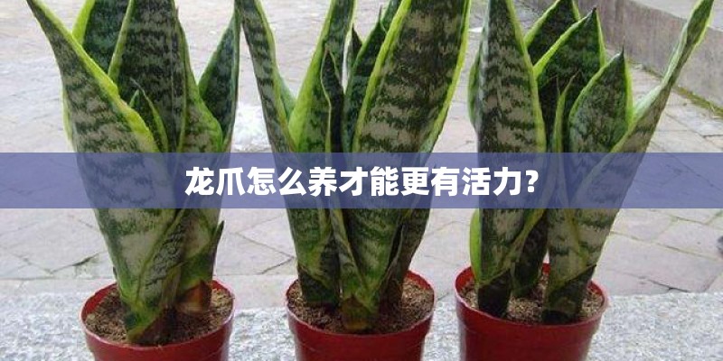 龙爪怎么养才能更有活力？