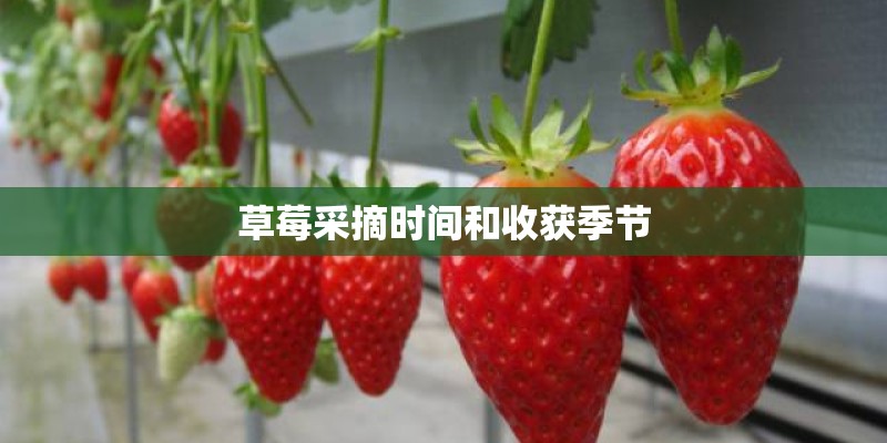 草莓采摘时间和收获季节