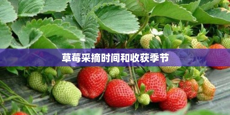 草莓采摘时间和收获季节