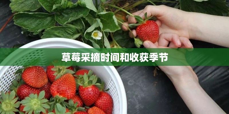 草莓采摘时间和收获季节