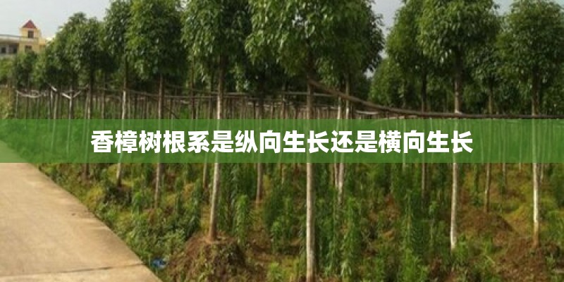香樟树根系是纵向生长还是横向生长