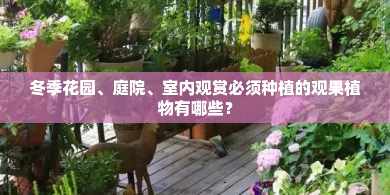 冬季花园、庭院、室内观赏必须种植的观果植物有哪些？
