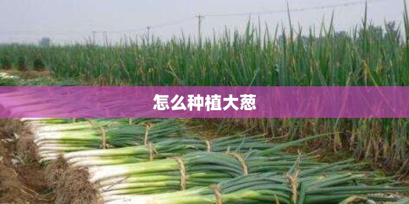 怎么种植大葱