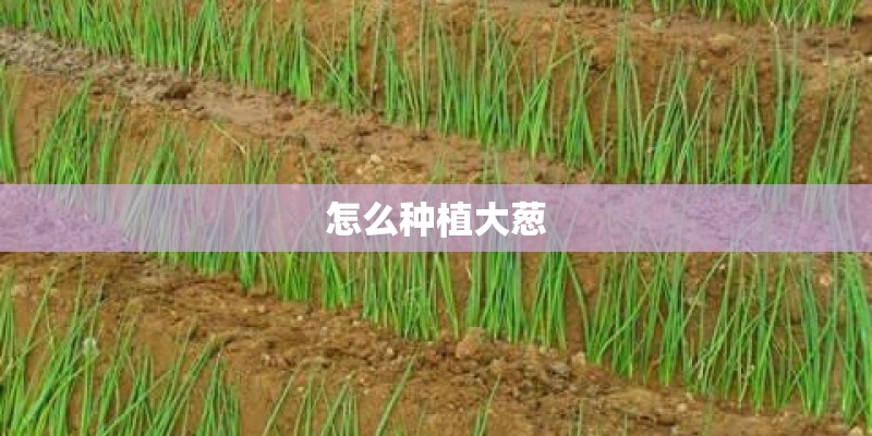 栽花需要些什么工具
