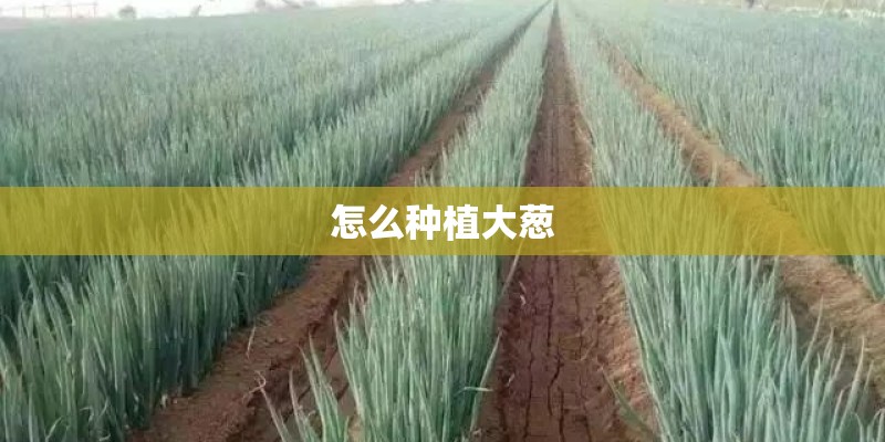 怎么种植大葱