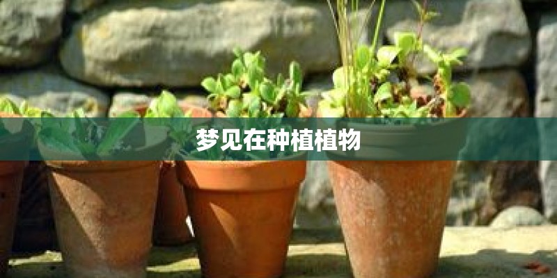 梦见在种植植物