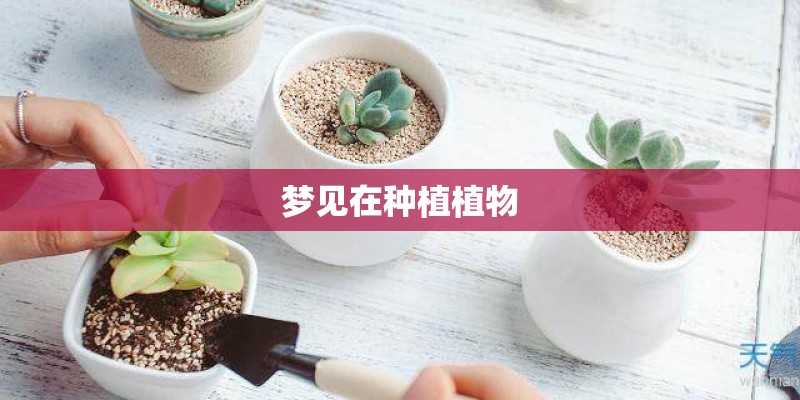 梦见在种植植物