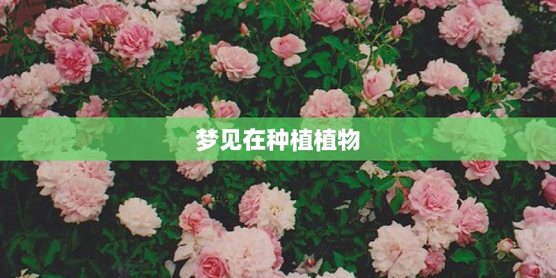 梦见在种植植物