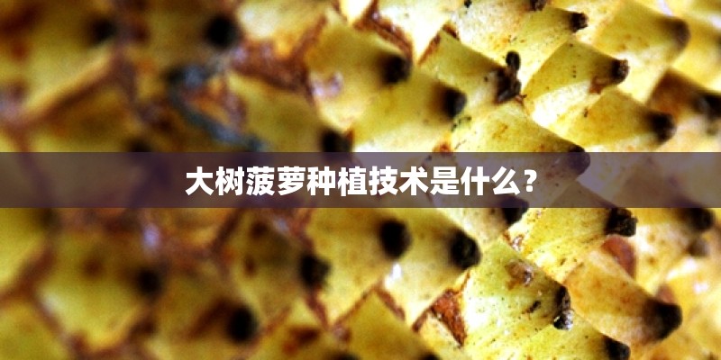 大树菠萝种植技术是什么？