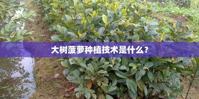 大树菠萝种植技术是什么？