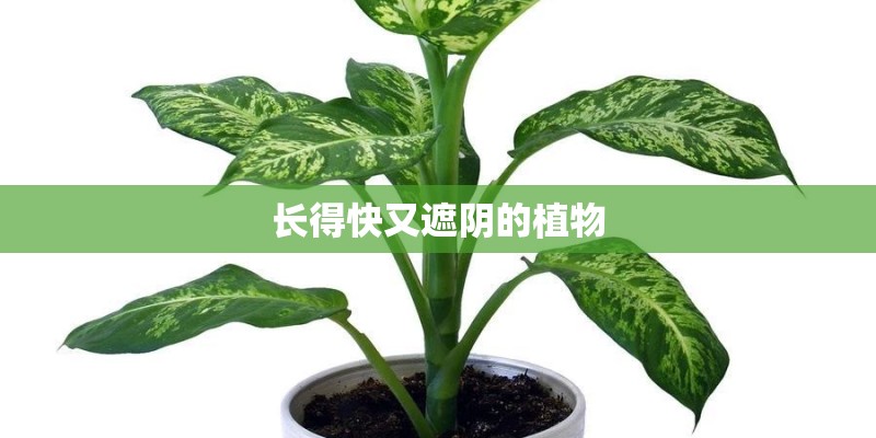长得快又遮阴的植物