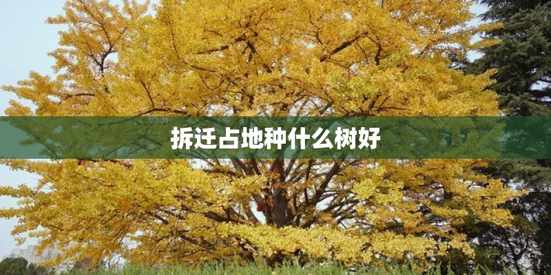 拆迁占地种什么树好