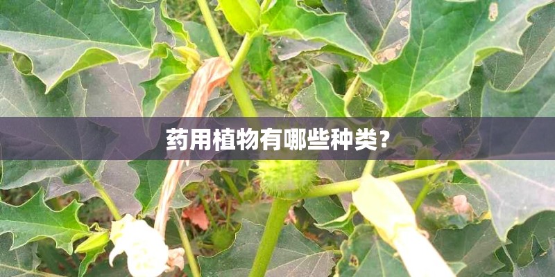 药用植物有哪些种类？