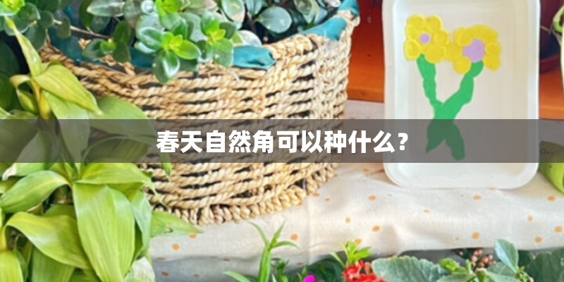 春天自然角可以种什么？