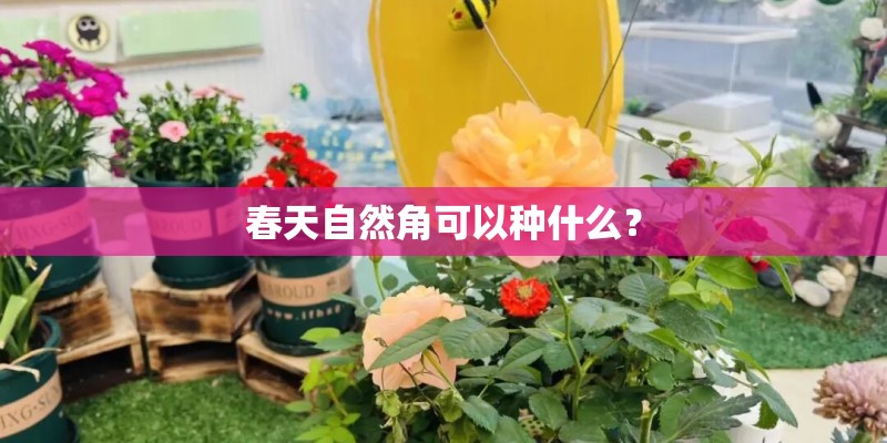 春天自然角可以种什么？