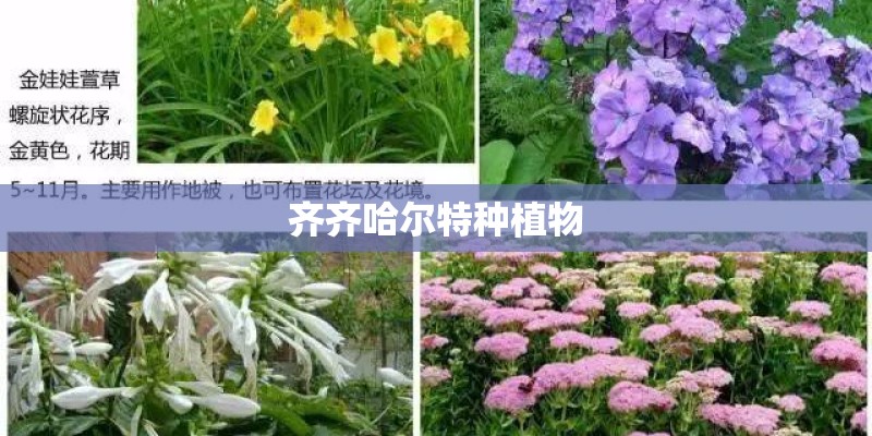 齐齐哈尔特种植物