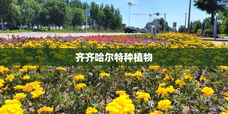齐齐哈尔特种植物