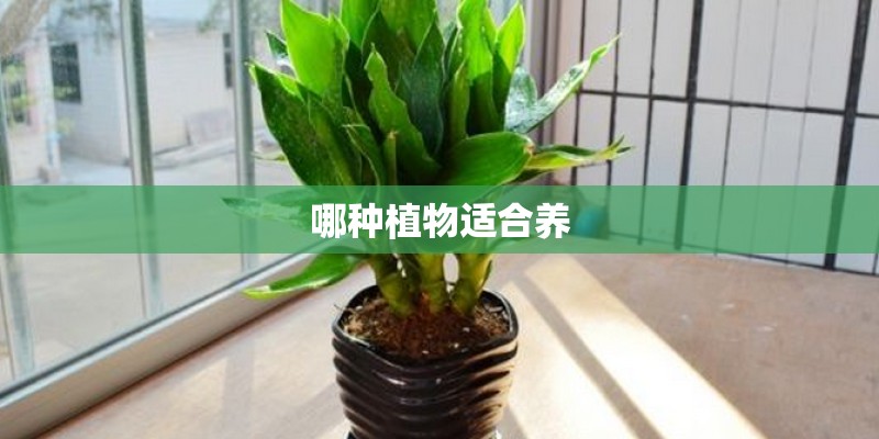 哪种植物适合养
