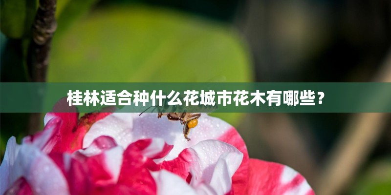 蓝莓种植几年苗好吃