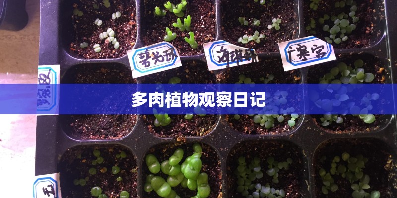 多肉植物观察日记