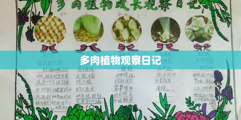 多肉植物观察日记