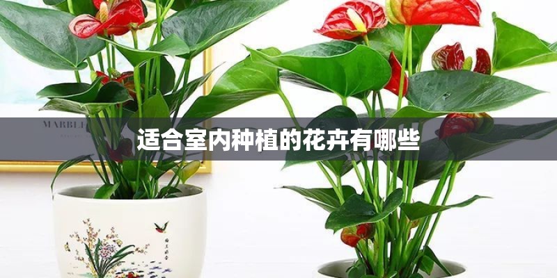 适合室内种植的花卉有哪些
