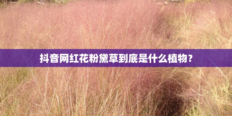 抖音网红花粉黛草到底是什么植物？