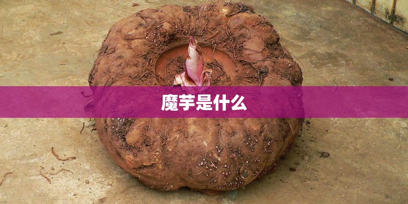 魔芋是什么