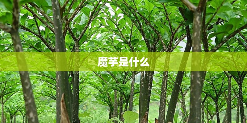 魔芋是什么
