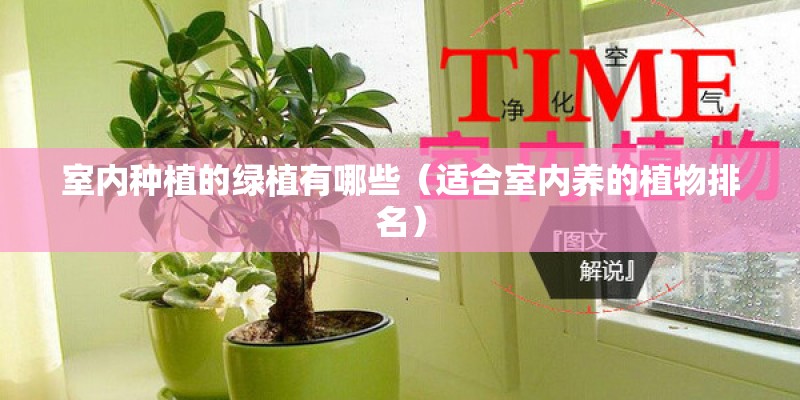 室内种植的绿植有哪些(适合室内养的植物排名) 室内种植的绿植有哪些(适合室内养的植物排名)