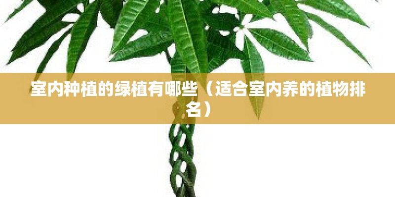 室内种植的绿植有哪些(适合室内养的植物排名) 室内种植的绿植有哪些(适合室内养的植物排名)
