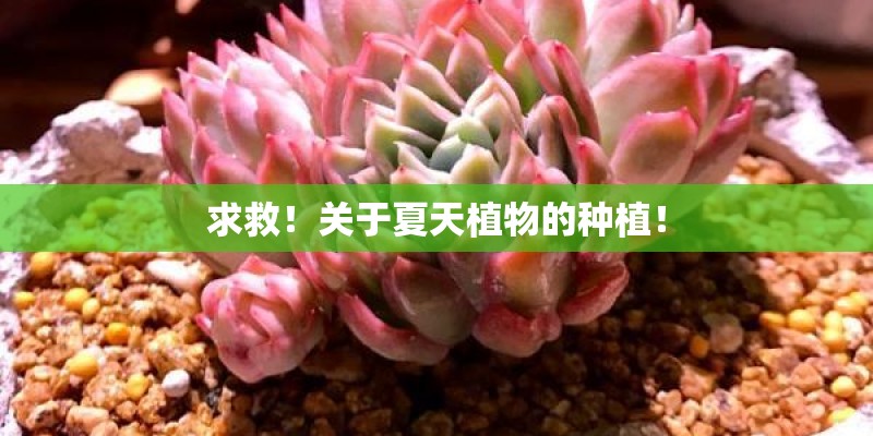 求救！关于夏天植物的种植！