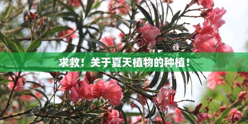求救!关于夏天植物的种植! 求救!关于夏天植物的种植!