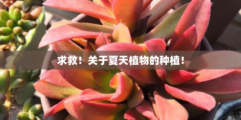 求救!关于夏天植物的种植! 求救!关于夏天植物的种植!