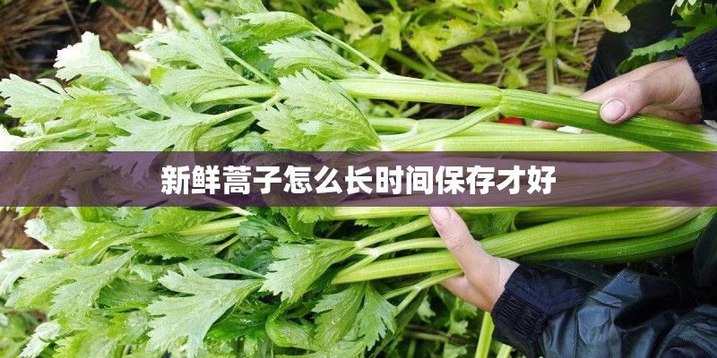 新鲜蒿子怎么长时间保存才好