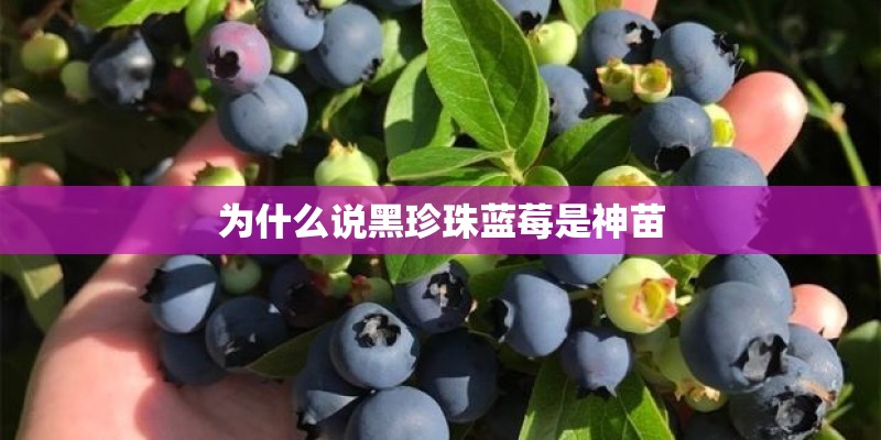 为什么说黑珍珠蓝莓是神苗