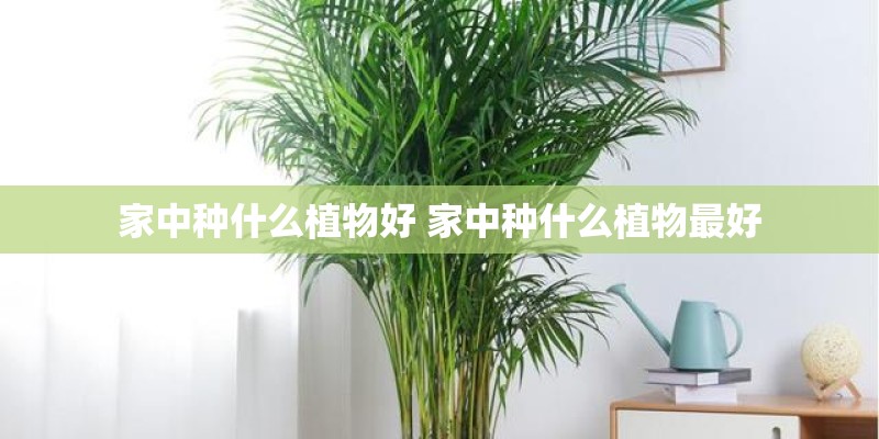 家中种什么植物好 家中种什么植物最好