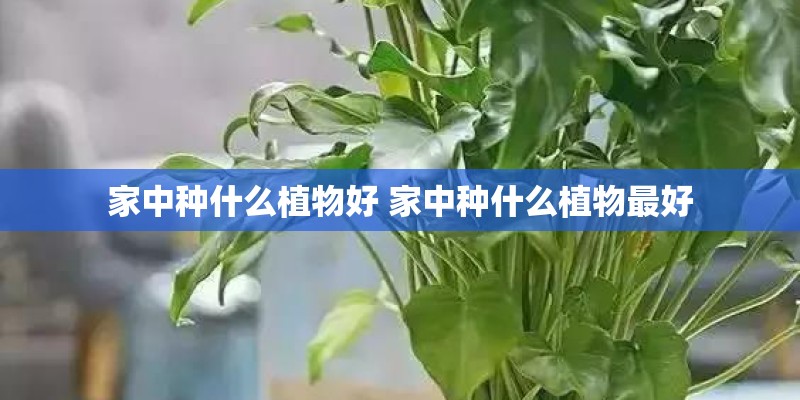 家中种什么植物好 家中种什么植物最好