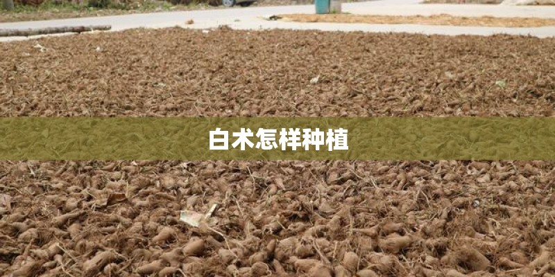 白术怎样种植