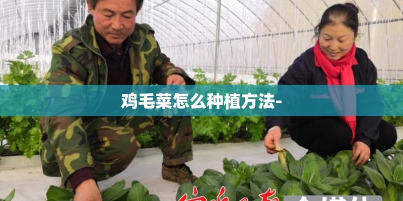 鸡毛菜怎么种植方法-